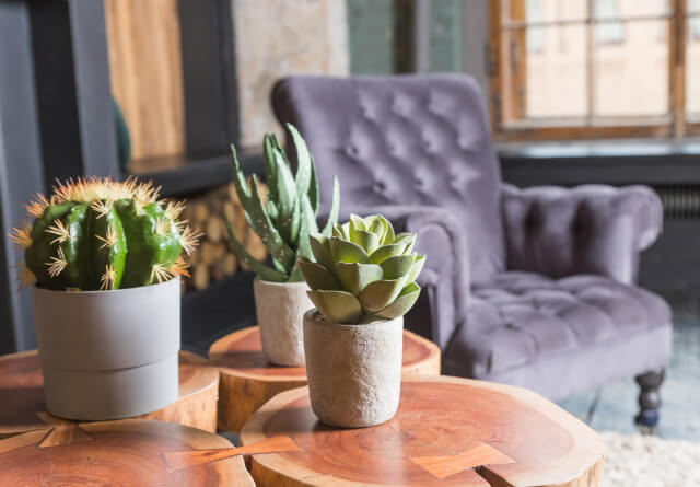 House Plant